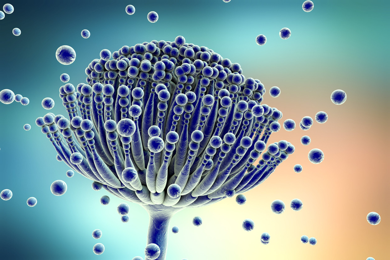 Micotoxinas en las diferentes especies