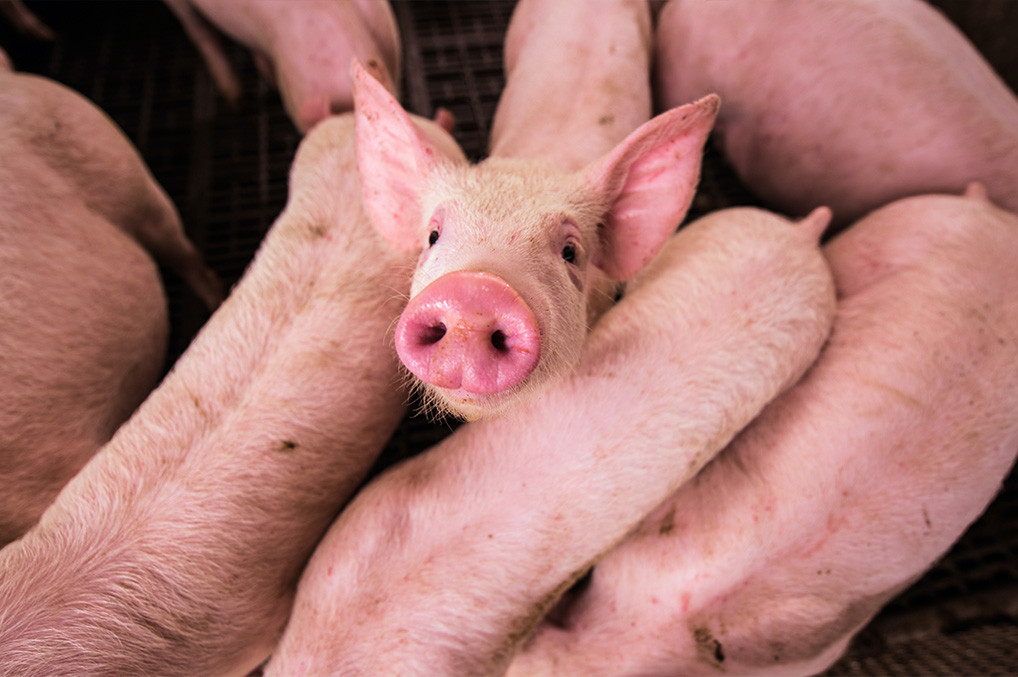 Variabilidad genética del parvovirus porcino y su implicación en la vacunación